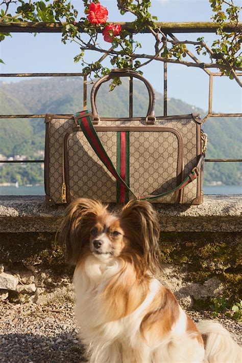 gucci pet collectie 2014|mytheresa Gucci pet collection.